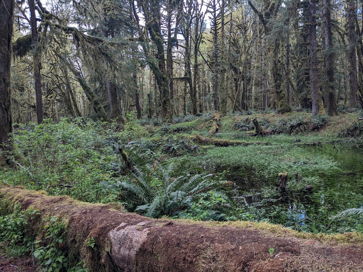 Pics from our walks through the breathtaking and serene rain forest near Lake Quinault