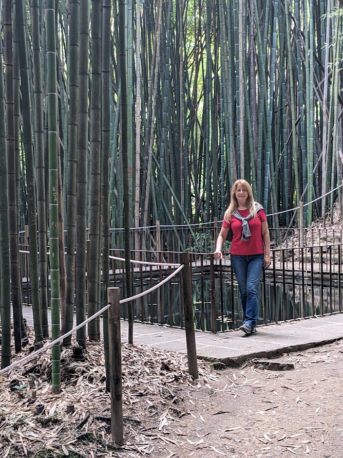 The bamboo grove in Coimbra's Botanical Garden was a surprising find. It's a serene spot for peaceful contemplation.